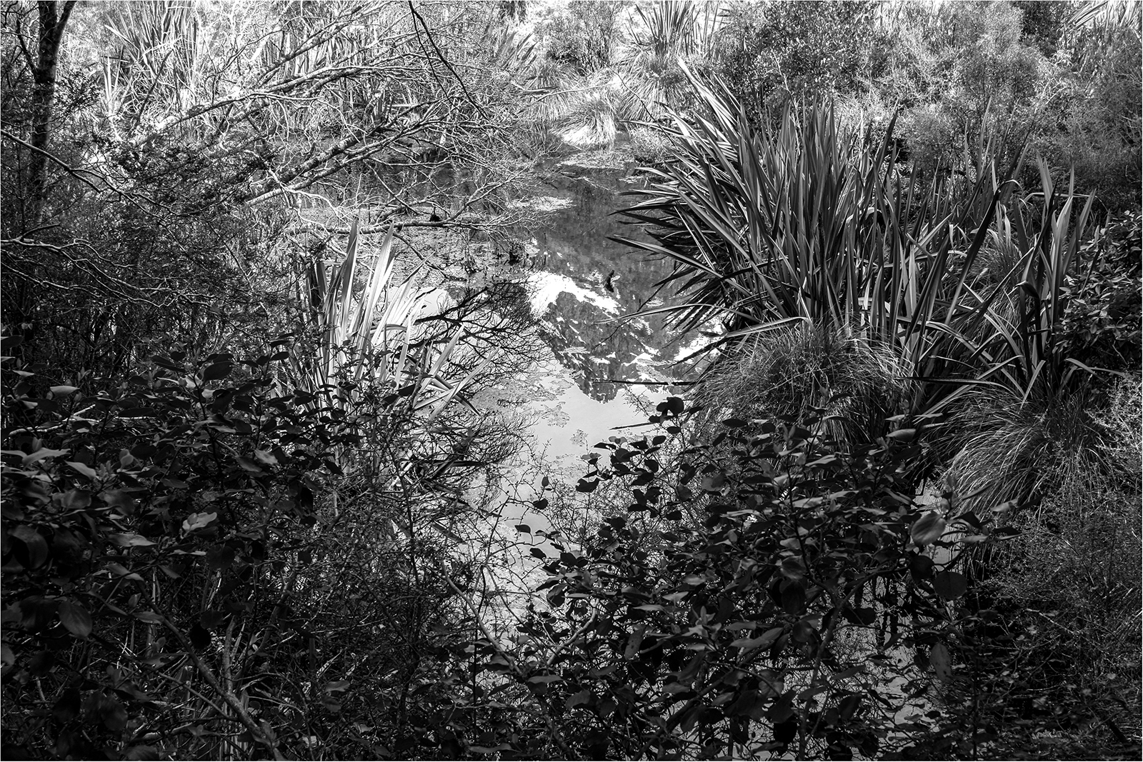 Mountain Hiding in the Undergrowth - Jill Sullivan